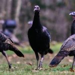 article image - Trading Turkeys